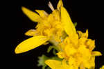 Eared goldenrod